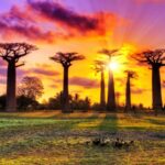 Baobab Avenue