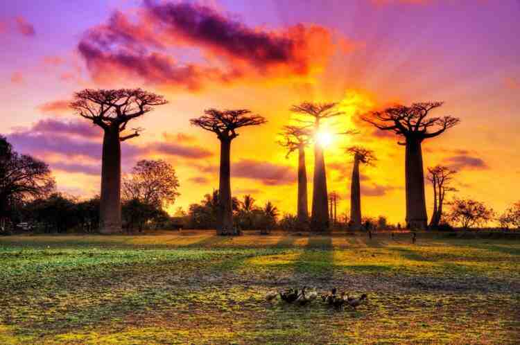 Baobab Avenue